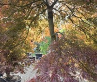 Acer palmatum 'Garnet' - Japanse esdoorn 'Garnet' - 1