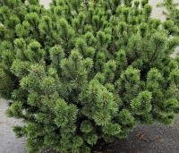 Pinus mugo mugo - Bergden - 1