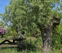 Salix alba - Schietwilg - 2
