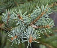 Picea pungens 'Glauca' - Blauwspar 'Glauca' - 4