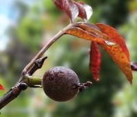 Juglans regia 'Purpurea' - Walnoot, roodbladig - 5