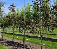 Juglans regia 'Purpurea' - Walnoot, roodbladig - 4