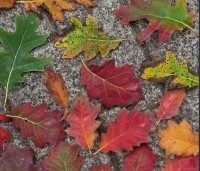 Quercus rubra - Amerikaanse eik - 1