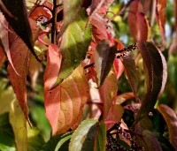 Stachyurus praecox - Staartaar - 2