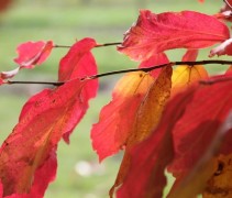 Parrotia herfst