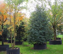 Prunus lusitanica 'Augustifolia'