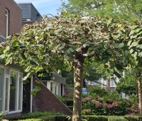 Ulmus 'Camperdownii' - Prieel-iep - nazomer