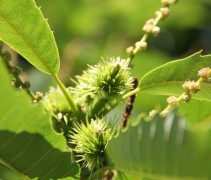 Blad Castanea sativa