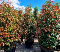 Photinia fraseri 'Red Robin'