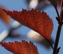 Rode berk, meerstammige boom met prachtig rood donker blad