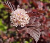 Physocarpus opulifolius 'Lady In Red' - Blaasspiraea 'Lady In Red' - 3