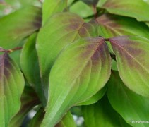 Cornus kousa 'Cappucino'