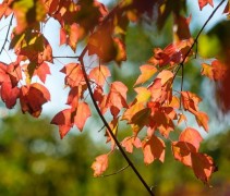 Drietandesdoorn, meerstammige boom in herfstkleuren