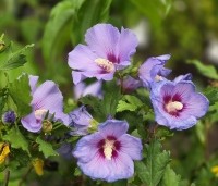 Hibiscus syriacus 'Marina' - Altheastruik  ‘Marina' - 1