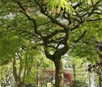 Acer palmatum 'Dissectum' - Japanse esdoorn 'Dissectum' - 2