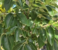 Diospyros virginiana - Virginische dadelpruim - 1