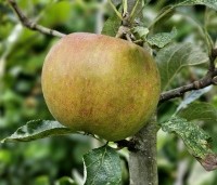 Malus dom. 'Cox Orange Pippin' - Malus 'Cox' - 1