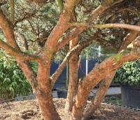 Pinus sylvestris 'Watereri' - Dwerg grove den 'Watereri' - 4