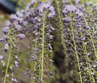 Wisteria floribunda 'Macrobotrys' - Blauwe regen - 2