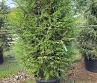 Thuja plicata 'Atrovirens' - wintergroene levensboom - 3