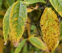Chimonanthus praecox - Winterzoet of Meloenboompje - herfst