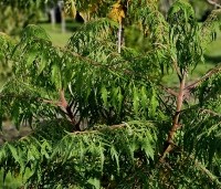 Rhus typhina 'Dissecta' - Rhus typhina 'Dissecta' - 1