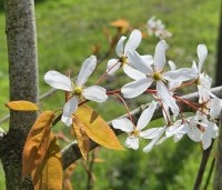 Amelanchier laevis 'Snowflakes' - Krentenboompje - 3