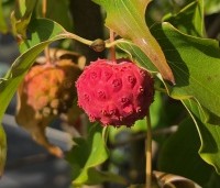 Cornus kousa 'Weisse Fontaine' - Japanse grootbloemige kornoelje 'Weisse Fontaine' - 2