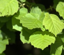 corylus hazelaar