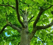 Parrotia persica
