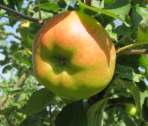 Bramley seedling moesappel