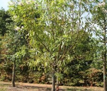 Chitalpa kroon met blad