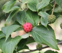 Cornus kousa Chinensis
