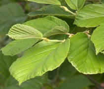 Hamamelis zomerblad