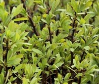 Myrica gale - Wilde Gagel - 1