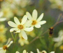 Citroengele bloemen in de meest herkenbare bloemvorm