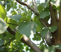 Vaantjesboom blad 