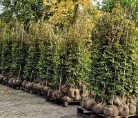 Fagus sylvatica - Groene beuk - 200-250cm met kluit