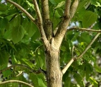 Catalpa bignonioides - Trompetboom - 1