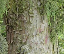 Chamaecyparis nootkatensis 'Pendula' stam
