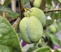 Prunus dom. 'Victoria' - Prunus dom. 'Victoria' - 2