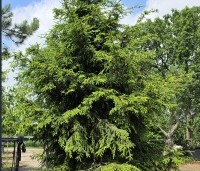 Picea Oriëntalis - spar met geel uitlopende naalden - 1