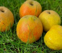 Malus domestica 'Schone van Boskoop'