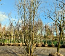 Salix babylonica 'Tortuosa'