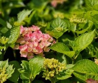 Hydrangea   macrophylla 'Bouquet Rose' - Hortensia 'Bouquet Rose'  - 1