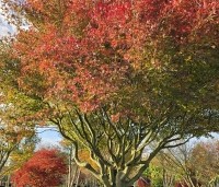 Acer palmatum - Japanse Esdoorn - 3