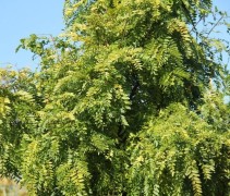 Gleditsia Elegantissima / Valse Christusdoorn  ‘Elegantissima'