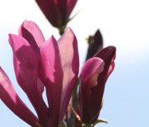 Magnolia ‘Susan’ bloem detail