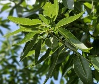 Prunus dulcis 'Robijn' - Amandel 'Robijn' - 5