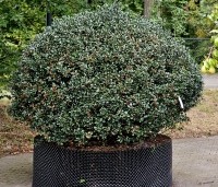 Ilex meserveae 'Blue Angel' - Blauwe hulst - 2